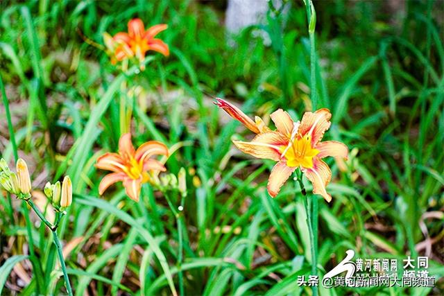 探访萱草花园 邂逅夏日浪漫