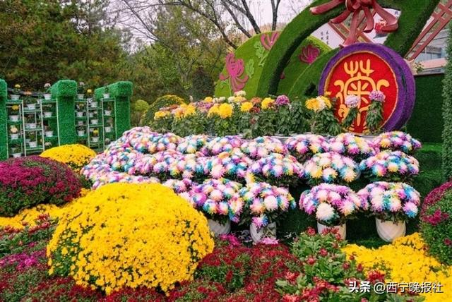 与西宁，共赴一场菊之约