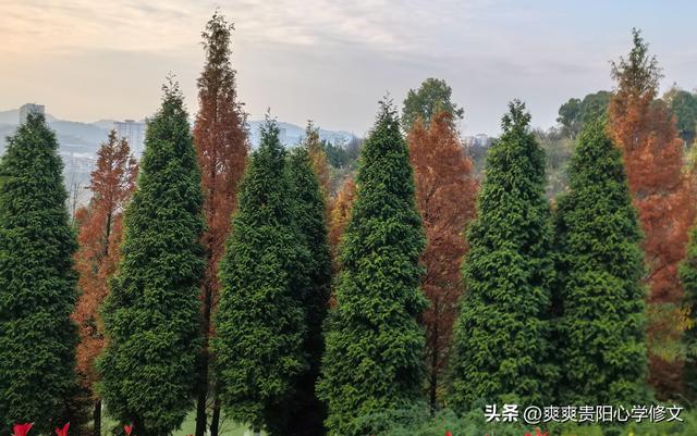 冬日里 修文县白虎山山体公园已换上五彩盛装