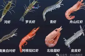 一文了解十二种虾的特性图片