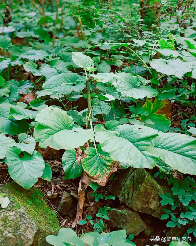 9）山西陵川三载后再赴南太行：18人战暑踏秘境，一程山水一程情