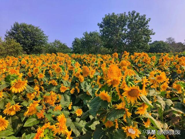 大连最美花海，中国园艺界标杆，十一假期就去这里赏花