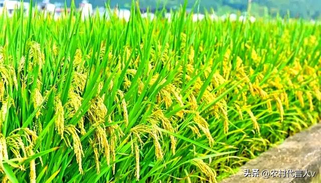 “冷不冷，就看处暑”，今日处暑，今年冬天有多冷？看农谚就知道