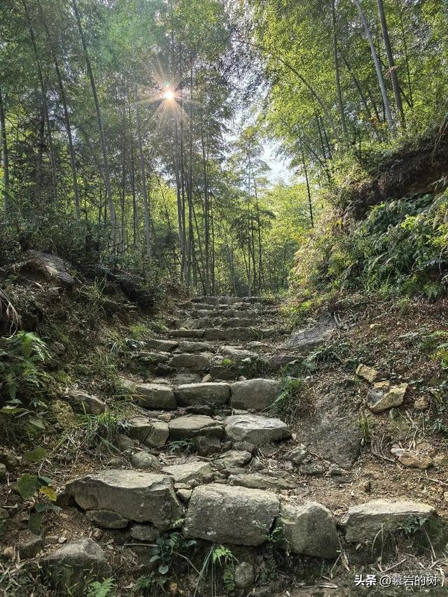 衢州老鹰石游步道，竹林里的徒步登山道