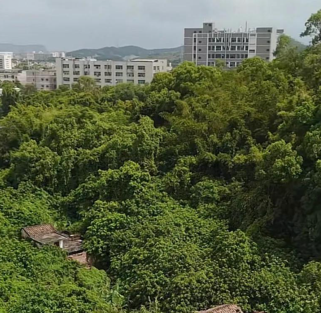 东莞令人惋惜的古村，底蕴深厚却杂草丛生，位置不错为何不开发