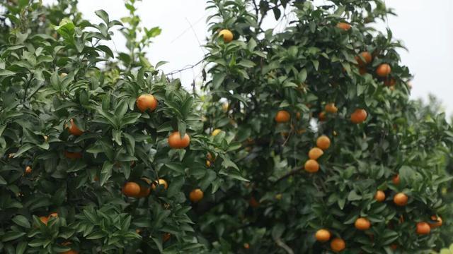 去观音寺，走走？