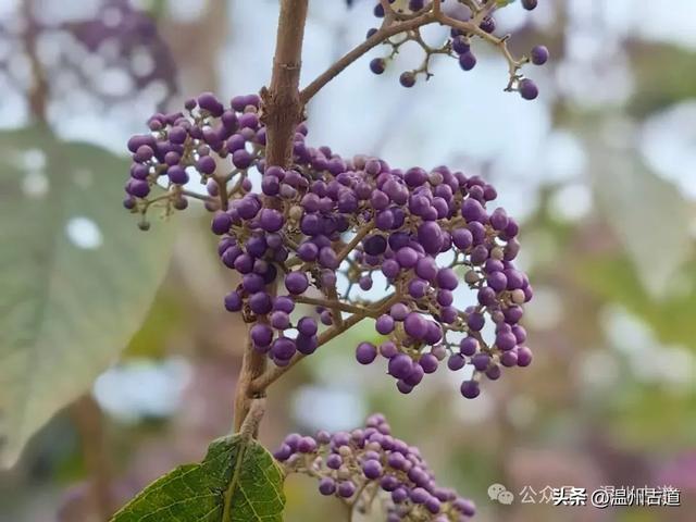 这处以玻璃栈道、落日观景和悬崖木亭而闻名的网红地,你可去过