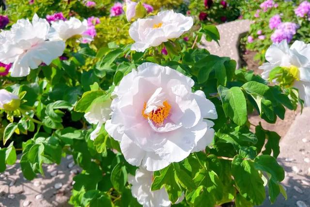 半日休闲游玩 | 牡丹+流苏+多巴胺花海，好拍到停不下来