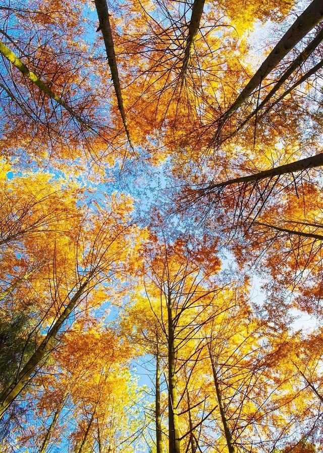 山山秋色如画 树树红叶醉人