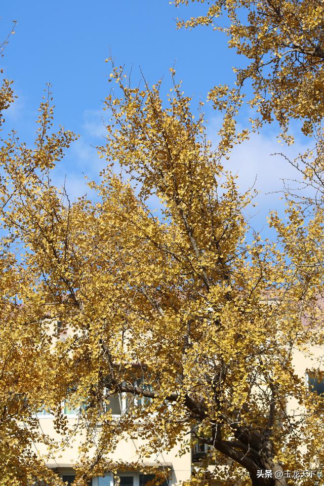 散文丨古银杏树下