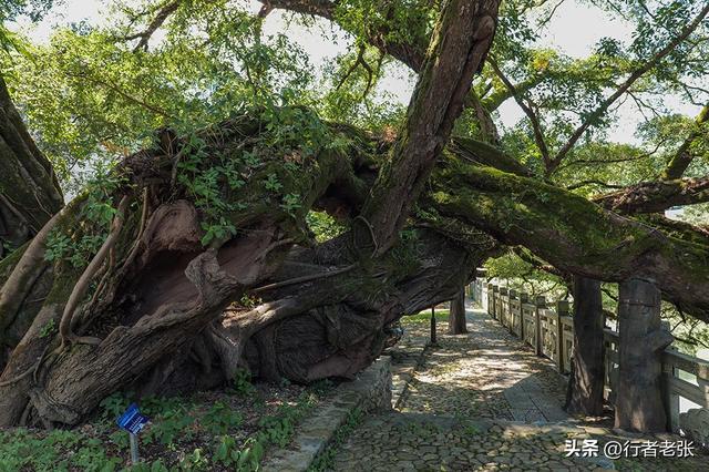 走遍福建古村落，武陵溪边六百年古村，九棵古榕九条古巷古街古井