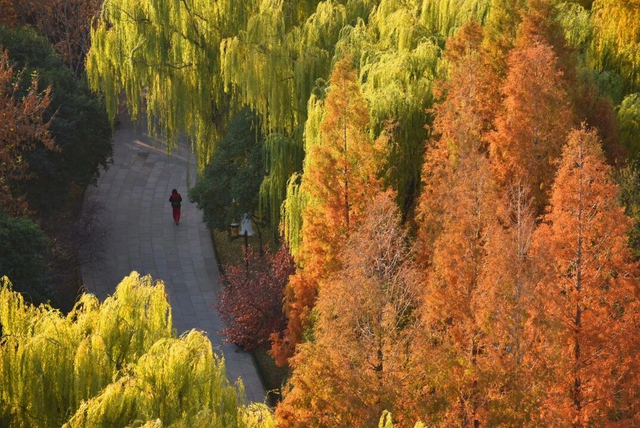 这个冬天，被山东这片红色“暖”到了！