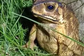 农村俗语“屋后有三响， 家破人遭殃”，都有啥讲究和道理图片