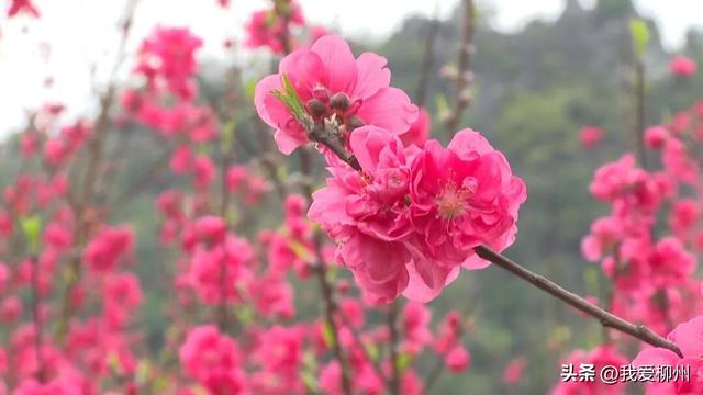 速来！龙潭公园迎来“桃花朵朵开”，花期不到一个月