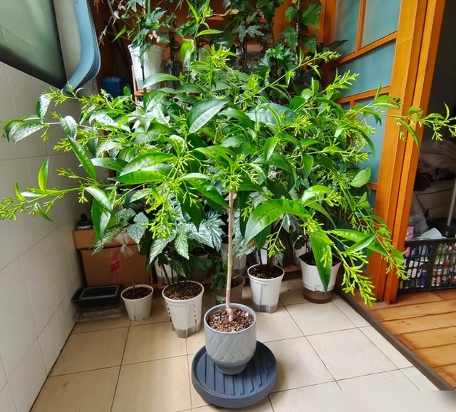 阴花不能进阳宅！这5种花“打死”也不养，家里若有？快挪走！