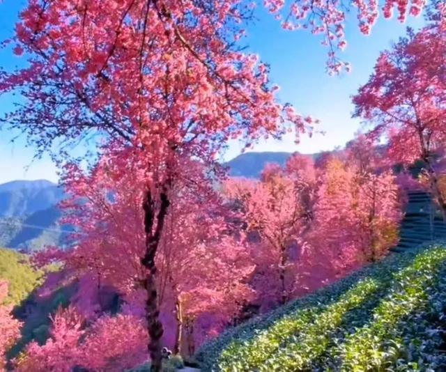 无量山的冬樱花