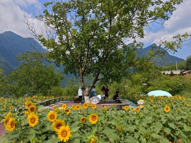 山水云屏 艺术共舞｜“跟着艺术游陇南”走进云屏三峡
