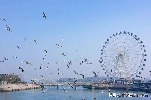 在唐岛湾，一起“鸥”遇吧！