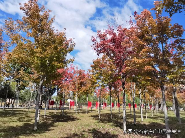 红叶知秋 赏景正当时石家庄公园广场红枫进入最佳观赏期