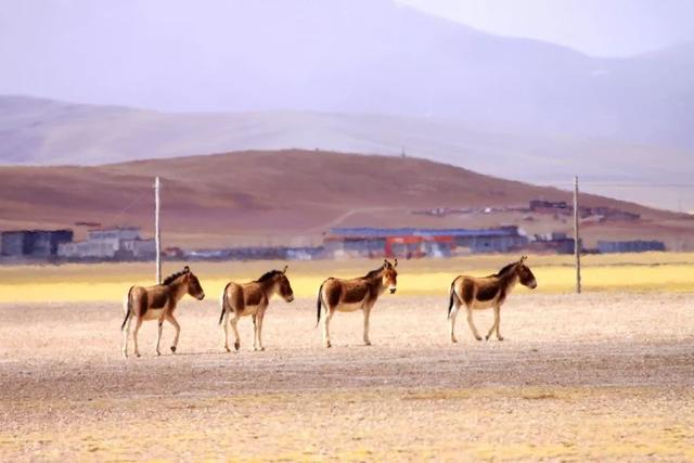 冬季西藏才是天堂！人少景美，雪山湖泊全解锁