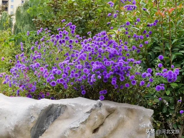 此刻，紫色“花毯”已“铺”好，石家庄市栾城区美成这样……