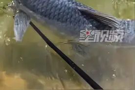 奇耻大辱！河北：男子钓鱼遭遇大鱼2次挑衅，怒起身将其打跑！图片