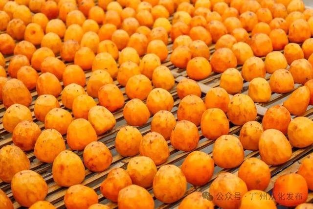 红透山野！从化密石村鸡心柿正当时，解锁“赏柿+住宿+畅行”秋日慢生活