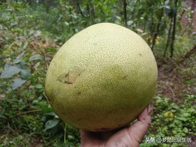 肉松的心思不难猜，低气压制造者每天都在源源不断地生产低气压