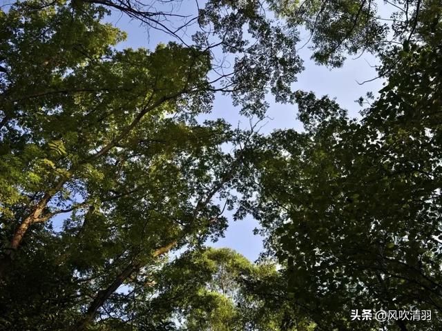 成都一个低调4A级森林公园,有240多年历史,都市人的“后花园”