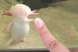 六角恐龙：头上6只“角”，憨萌娃娃脸，拥有伤后自愈的再生能力图片