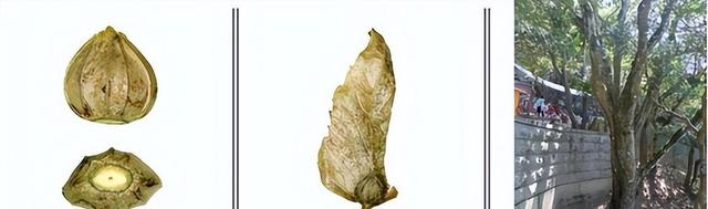 地球独子：全世界曾仅剩一株！为拯救它，我国用火箭把它送上太空