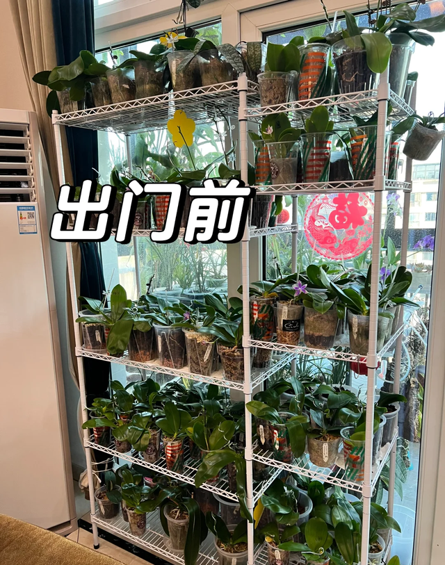 江苏一女子痴迷“蝴蝶兰”，客厅养了300盆	，网友吐槽：绝对病态