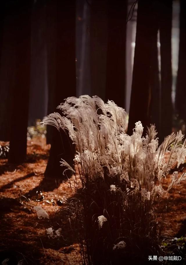 死亡 	，是生命赋予得一种沉沦的动力