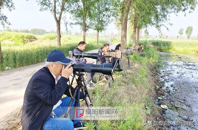 为你奉上一份“阜阳观鸟地图”