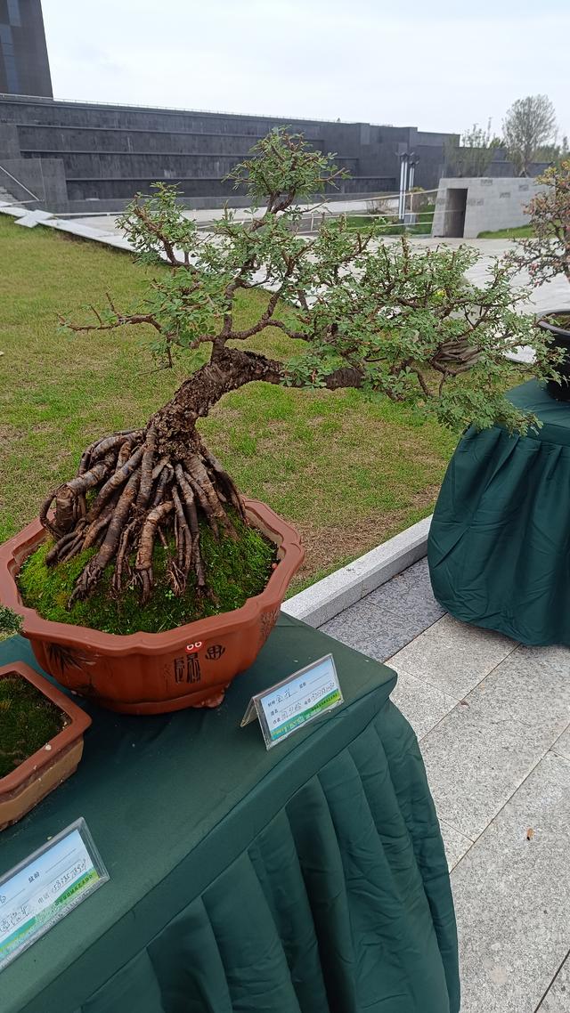 洛阳伊滨花境园缤纷世界等你来