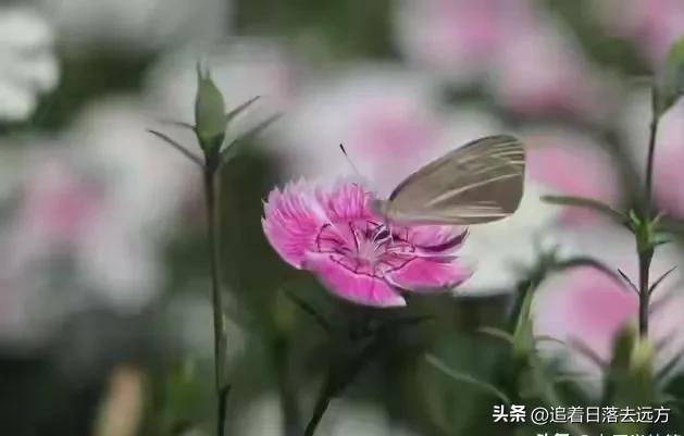 我搭伙过3个女人，发现女人过了55岁还找男人，无非就3个原因