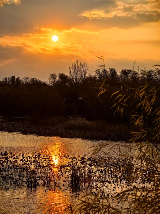 朝看芦苇夕望鸟：爱了！鸢都湖一天最美的两个时刻
