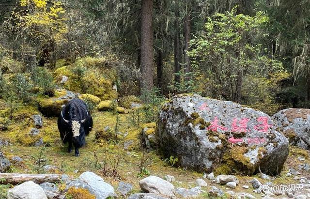 四姑娘山长坪沟徒步全攻略，47000步走到木骡子，附避坑指南