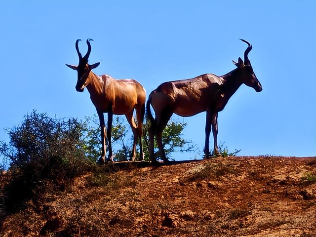 非洲旅游：难忘南非观光之旅纪行（图）
