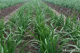 春天韭菜、大蒜、葱啥时候浇水？啥时候施肥？这样做整季长势茂盛图片