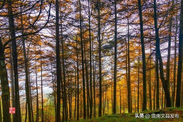 醉美文县：秋色斑斓大岭梁