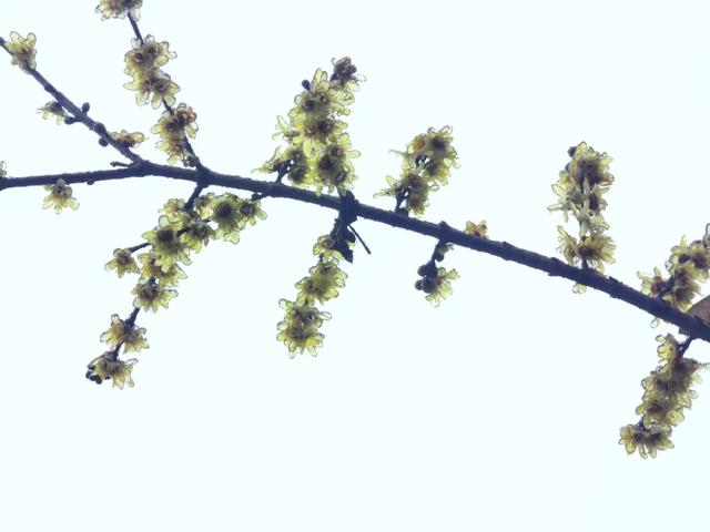 罕见一幕现身醴陵，即将消失！