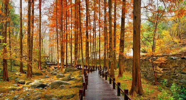 收藏!2025重庆最全赏秋地图出炉,这些私藏秘境美到犯规!