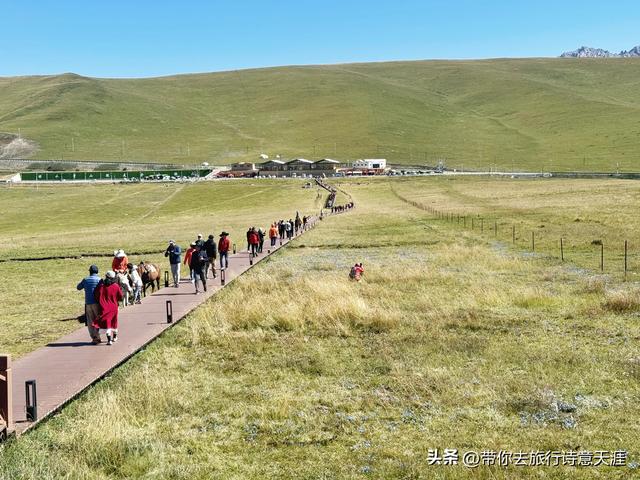 甘南郭莽湿地的野生自然风光