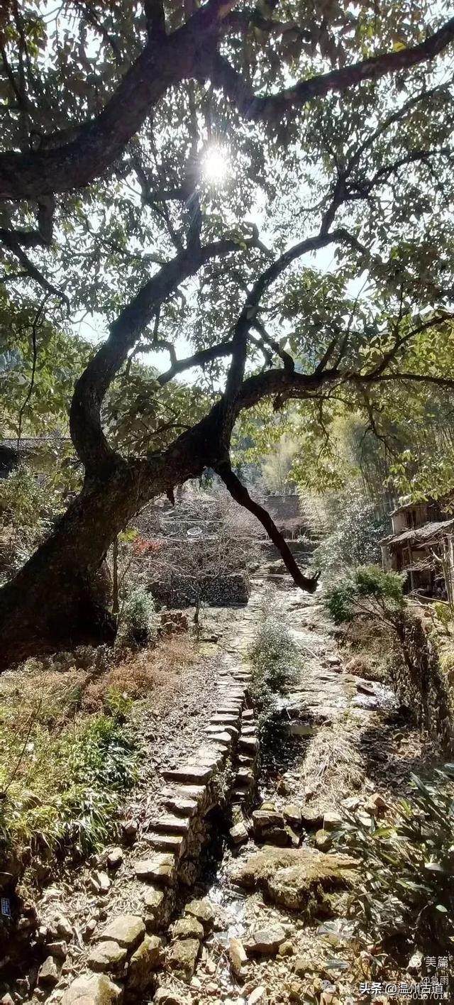 五次试走，终于揭开楠溪江源头永仙边界这条防火道的神秘面纱！