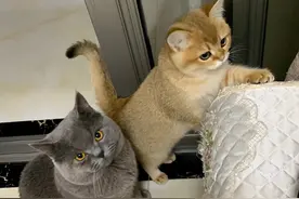 “蓝猫”和“金渐层”养哪个好呢？老实告诉你，区别挺大！图片
