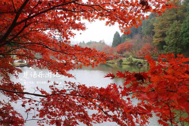 美到封神？余姚这处风景确实名不虚传，斑斓风景正值最佳观赏季