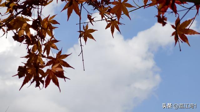 蓝山谷记：与十万株红枫的相遇