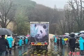 顶流“福宝”回国！大批粉丝冒雨送别，哭成泪人……图片