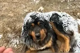 小哥时隔两年故地重游时，遇到了自己曾救助的藏獒，结局令人意外图片